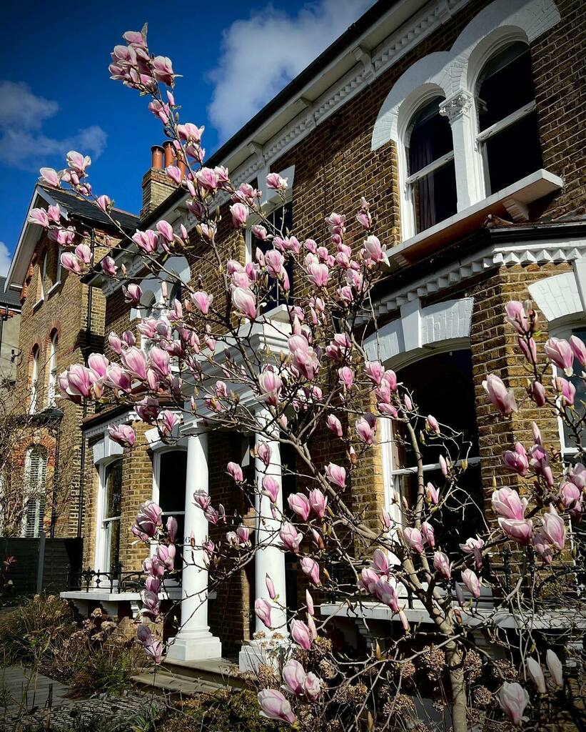 Here we go gang #magnoliawatch instagr.am/p/CbF8_l_rbKo/