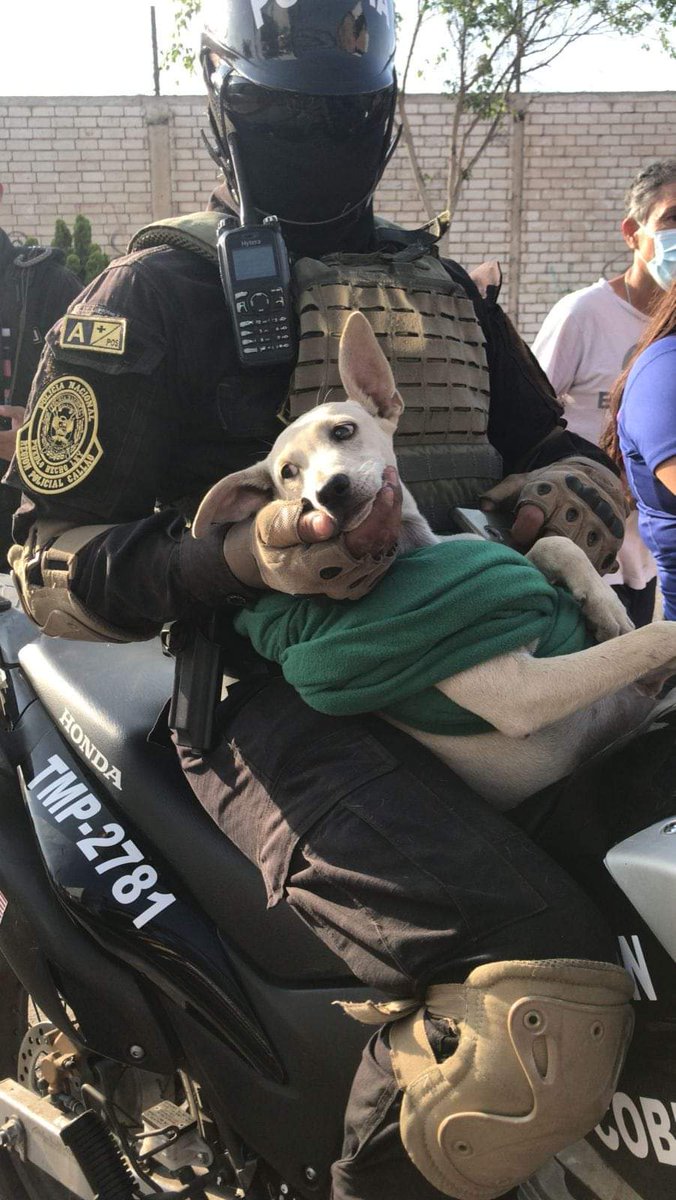 karivit's tweet photo. ¡El policía Jonny Rodriguez del Pelotón Cobra-Callao salvó a una perrita de ser atropellada y la tuvo en su moto para que no le pase nada!🥺👏
Pide ayuda para encontrarle hogar (puede llevarla a cualquier distrito). 4 meses. WhatsApp 969716837

@PoliciaPeru por más policías así💪 https://t.co/J3rmY6cC0y