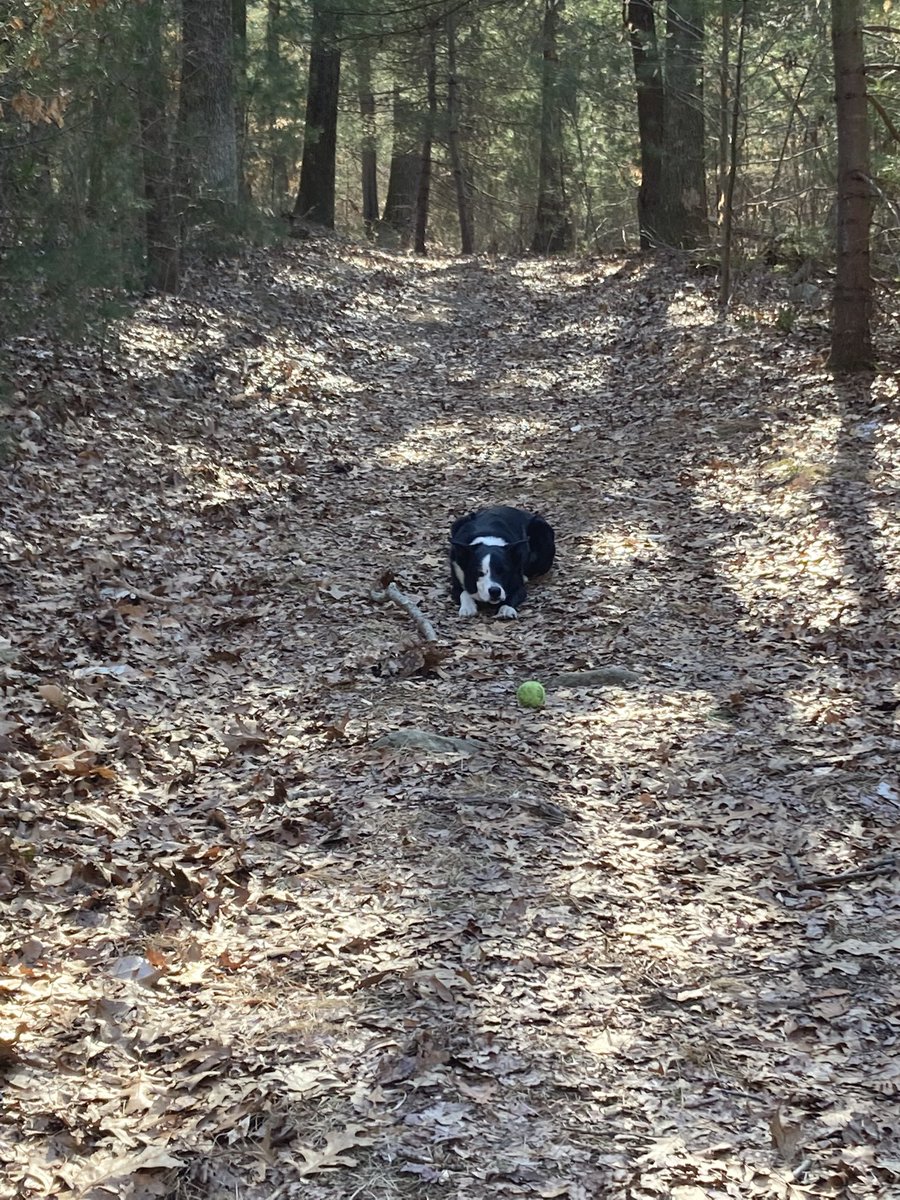 DjangoAtWork's tweet image. Pray to the tennis ball