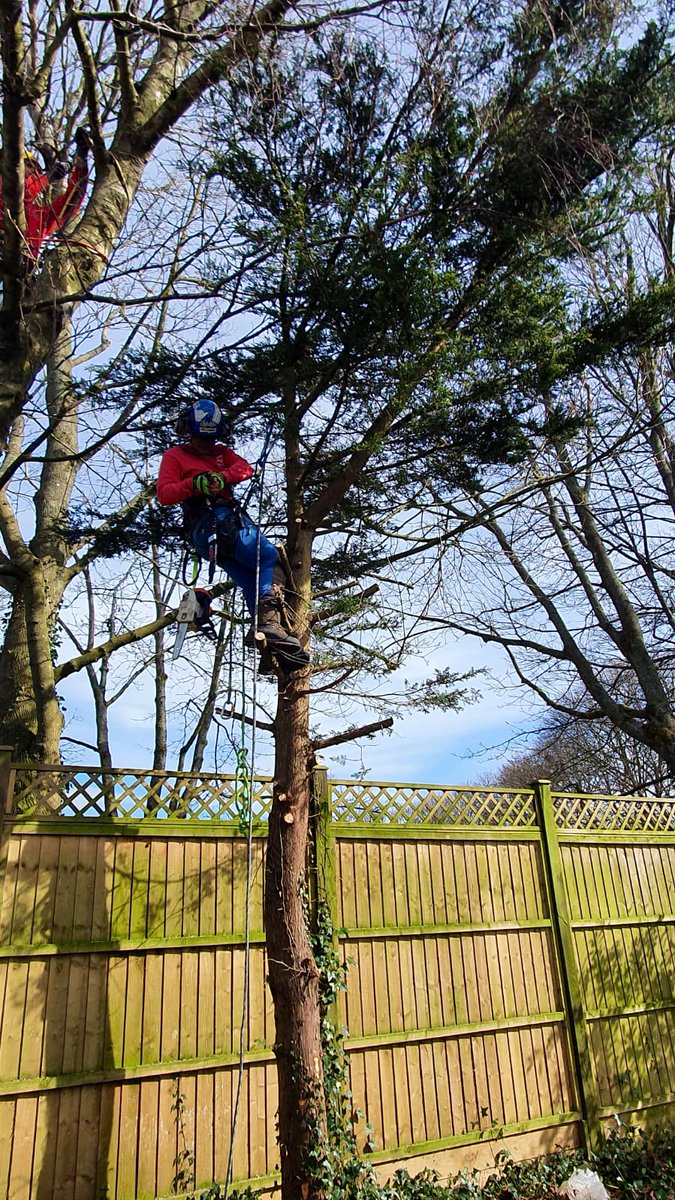 PrimaryTreeSurg's tweet image. OB’s a #treesurgeon in training…he finished college nearly a year ago &amp;amp; had a good day of direct practical climbing &amp;amp; felling experience under JT, JZ &amp;amp; AH’s supervision today #treesurgery #learnonthejob #neverstoplearning