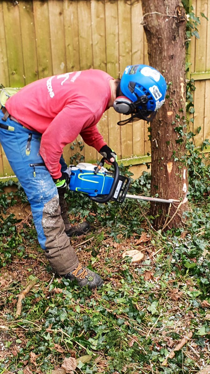 PrimaryTreeSurg's tweet image. OB’s a #treesurgeon in training…he finished college nearly a year ago &amp;amp; had a good day of direct practical climbing &amp;amp; felling experience under JT, JZ &amp;amp; AH’s supervision today #treesurgery #learnonthejob #neverstoplearning