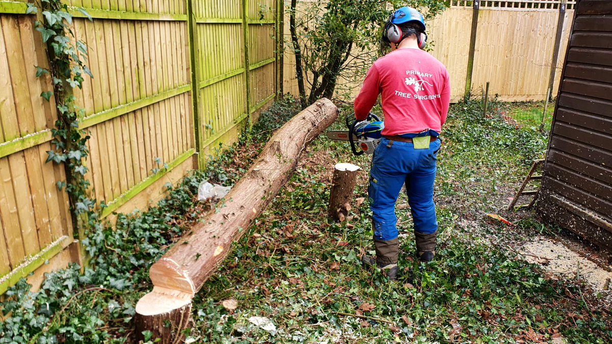 PrimaryTreeSurg's tweet image. OB’s a #treesurgeon in training…he finished college nearly a year ago &amp;amp; had a good day of direct practical climbing &amp;amp; felling experience under JT, JZ &amp;amp; AH’s supervision today #treesurgery #learnonthejob #neverstoplearning