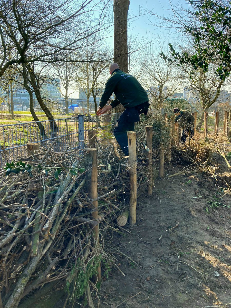 Bureau_RIS's tweet photo. Hekken, hagen en #takkenrillen....
de werkzaamheden gaan gestaag door bij aanleg #natuurspeelplaats naast #Maastuin in #ParkMaasboulevard in Schiedam.
#natuurlijkspelen #biodiversiteit #DeGorzen https://t.co/BOErqM7ACS