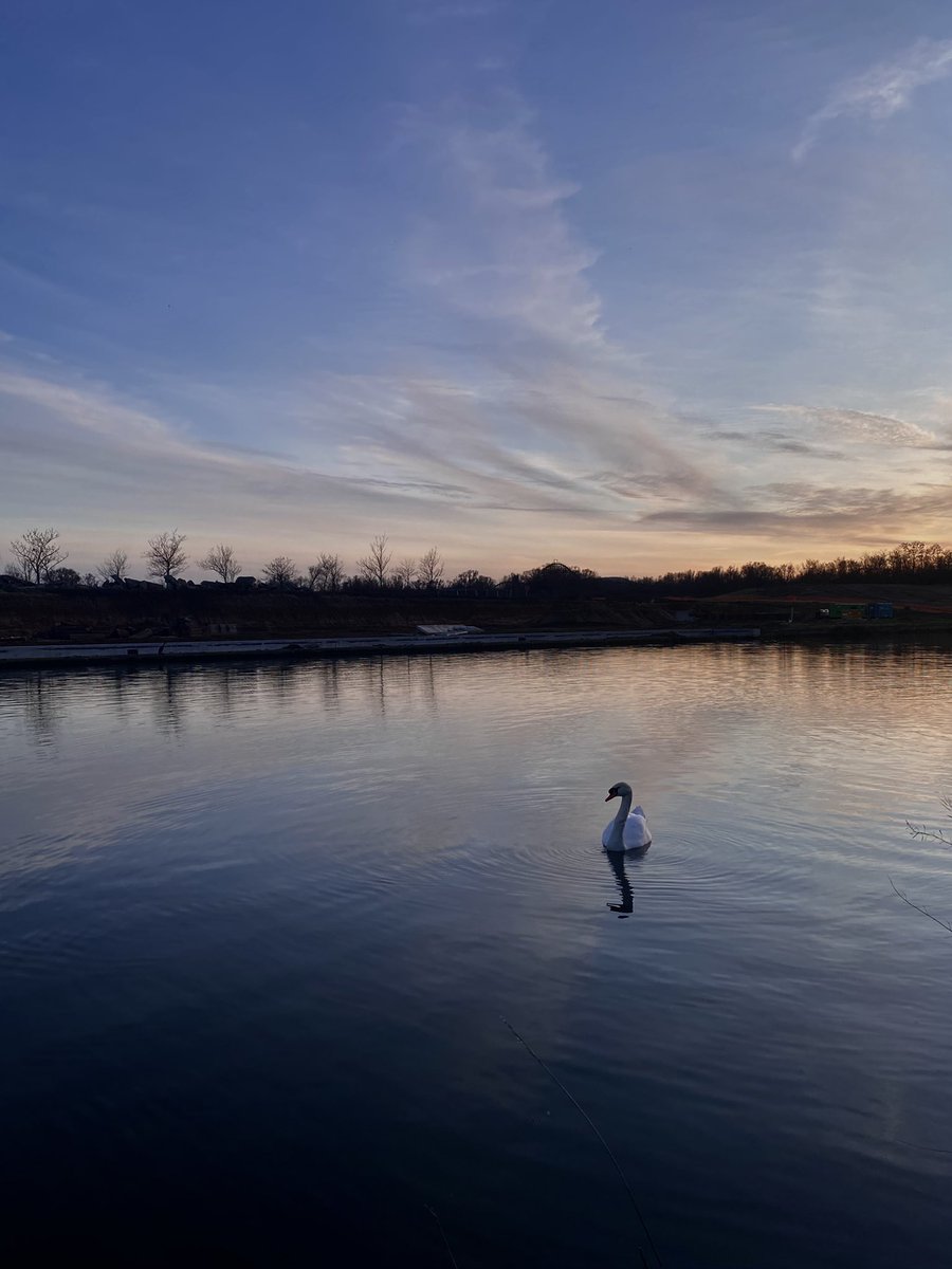 kizelenja's tweet photo. « Si tu vois un canard blanc au milieu d’un lac, c’est peut-être un signe » https://t.co/qzFCUKEeoN