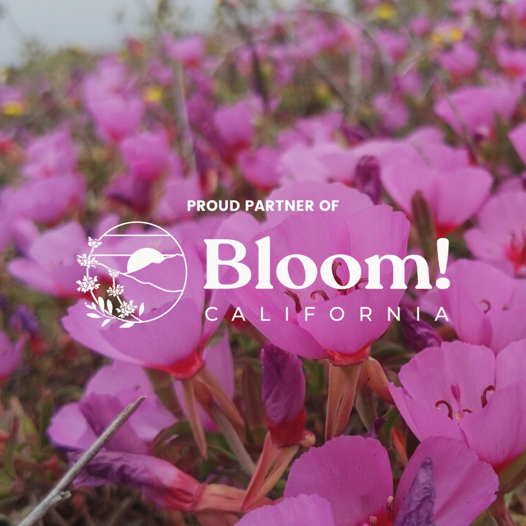 ENC_NewportBch's tweet photo. We are thrilled to be a part of the #BloomCalifornia campaign alongside 100+ nurseries around the state! Stop by our Spring Plant sale on April 2 from 9:30 - 1, or visit https://t.co/hWsSlMv9yF for more information on how to bring CA's beauty and biodiversity to your backyard. https://t.co/Ut8yVDvZQ8
