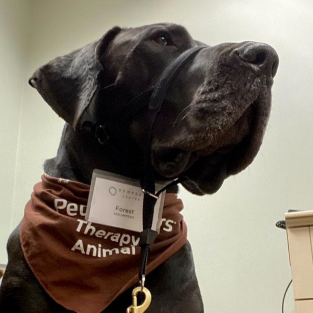 pet_partners's tweet photo. Practicing my power pose, whaddya think? Forest is #AlwaysCameraReady
📸 by @Mainedanetherapydogs https://t.co/aGwigA71zQ