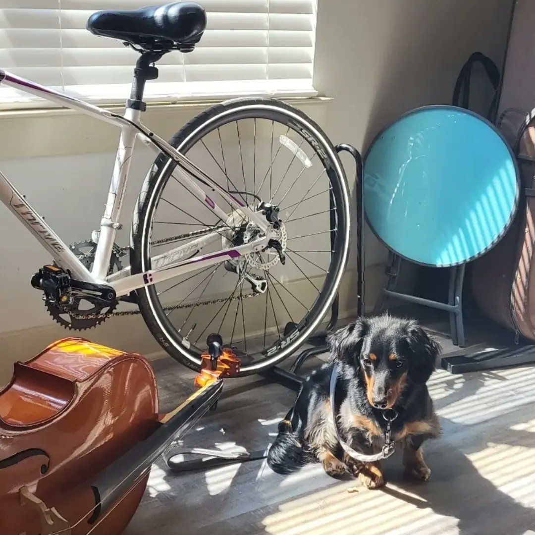 EmilyRuggiero1's tweet photo. Mondays with Moby:🐶

Decisions Decisions!! Ride the bike 🚵‍♂️ OR practice the cello?🎻

#bicycle #cello #mondayswithmoby #dachshindsofinstagram #dachshundpuppy #dachshundlife #doxiesofinstagram🐾 #dogsofinstagram #bikelife #wienerdog https://t.co/n9AYybclhZ