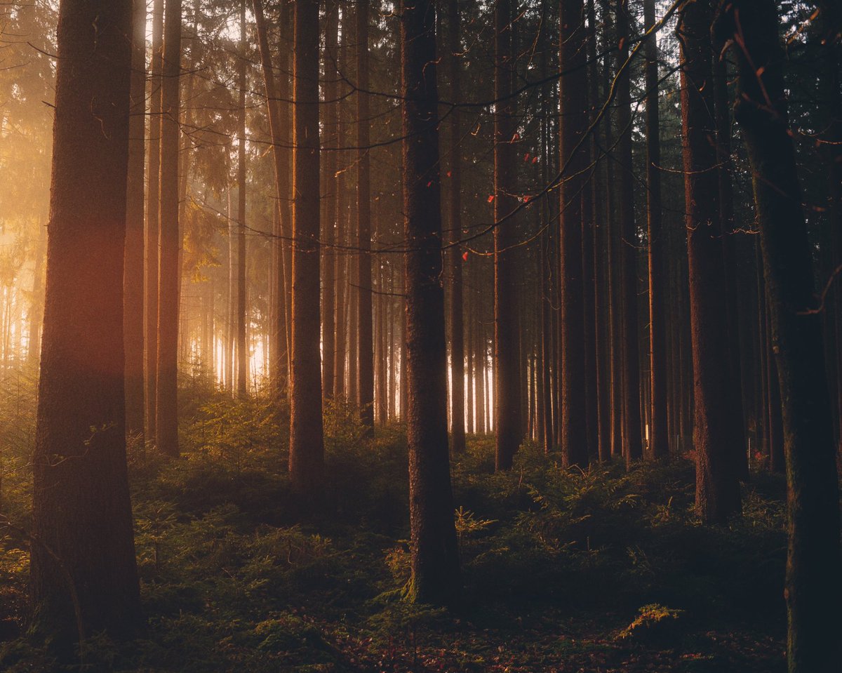 analoguevibez's tweet photo. forest light on film https://t.co/luhFZtoe7v