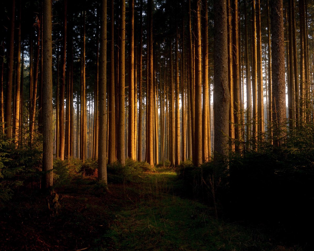 analoguevibez's tweet photo. forest light on film https://t.co/luhFZtoe7v