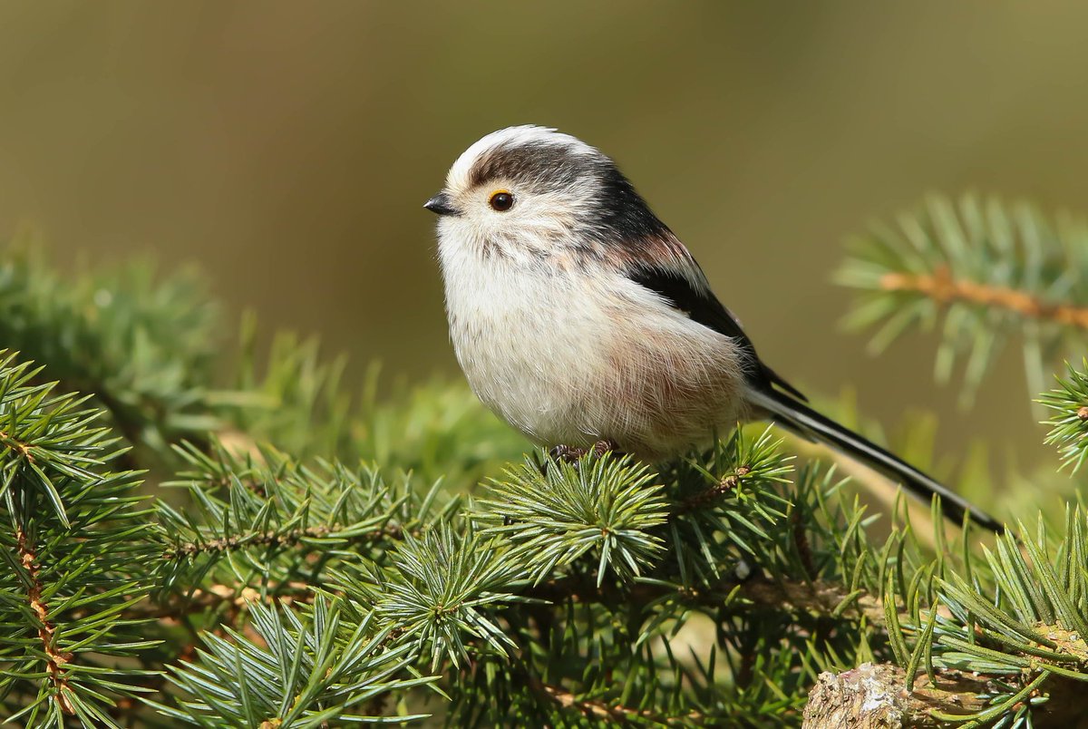 Neil Cairns tweet media