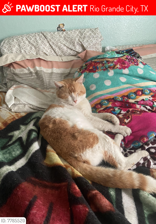 TXLostPets's tweet photo. Please RT! Wadow went #missing on March 10, 2022 in Rio Grande City #Texas 78582 near Rio Grande City #lostcat #lostpets #pawboost https://t.co/3DCuQQjsly https://t.co/8O2QwDrRSe