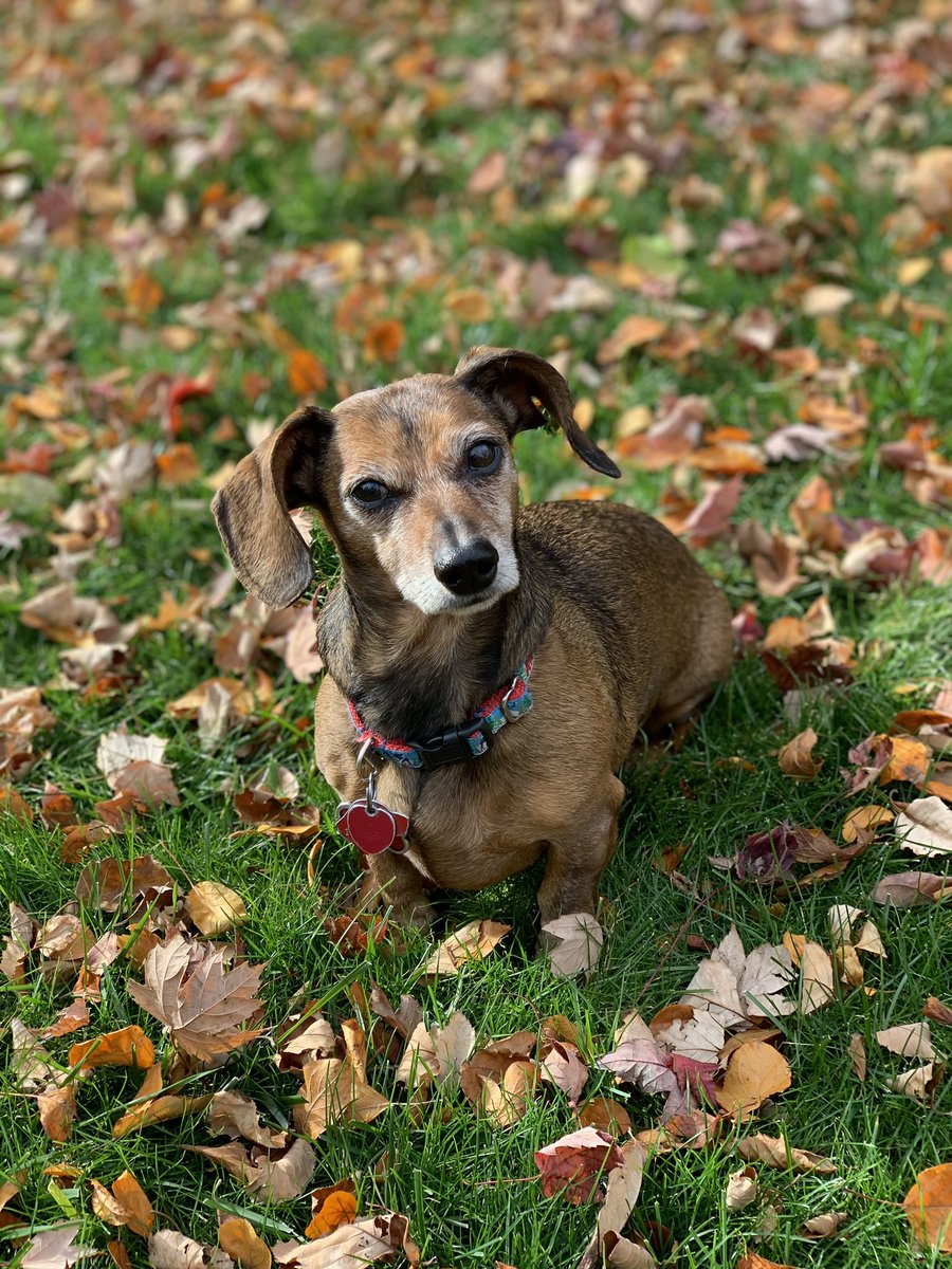 Eric13Anderson's tweet photo. @NEHumaneSociety This is Jilly 🐶 https://t.co/LYRtYRgQ8p