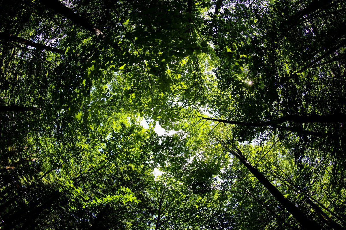 Bronibibini tweet media