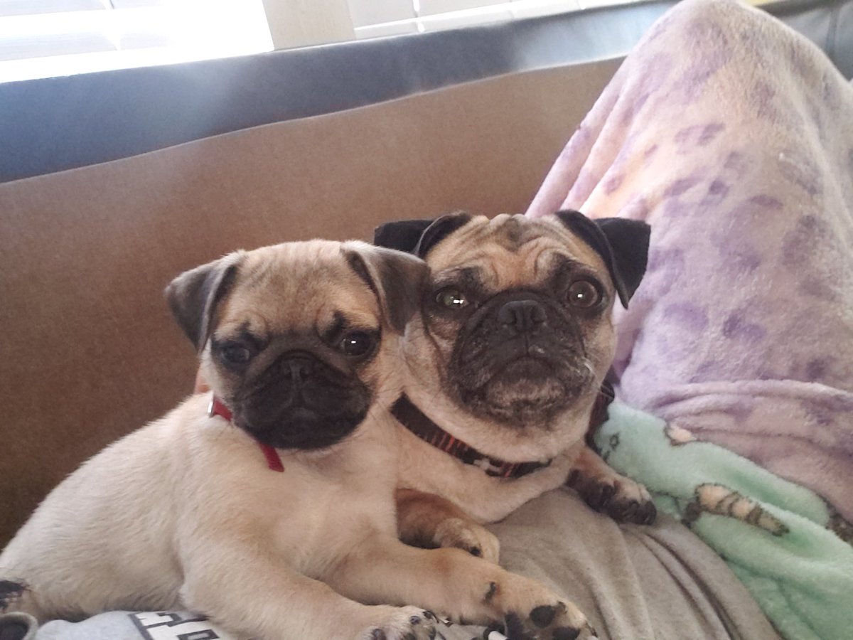 Trap_Goat_'s tweet photo. @Ubisoft My little puggies https://t.co/pEdiG52tiC