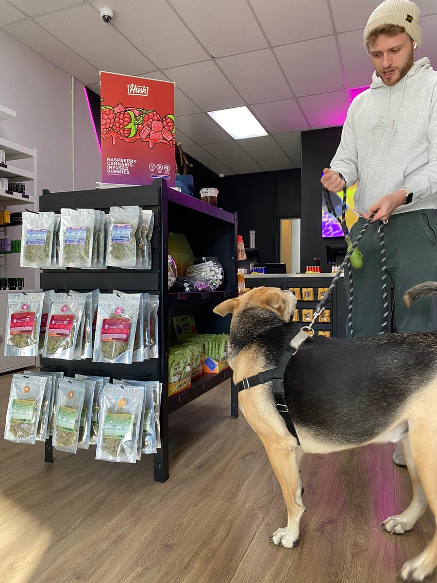 Budega Dispensary tweet media