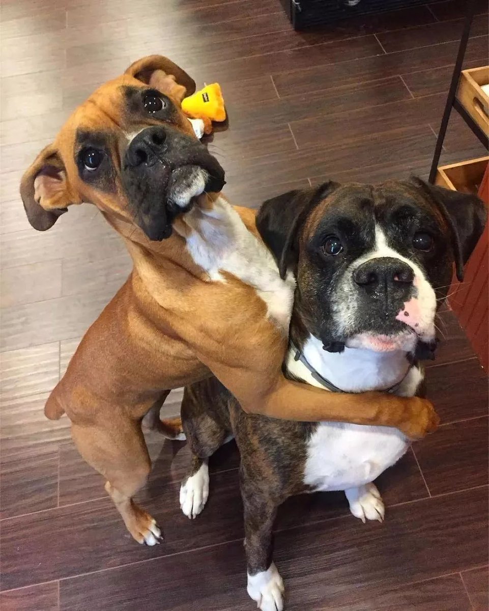 Pitbulllover869's tweet photo. The dogs loves his owner in his own way 😊
❤️tourn on notifications
Hugs for big brudder 🐶❤️
-
#boxer #boxersofinstagram #boxerdog #boxergram #boxerlove #boxerpuppy #boxers #boxeraddict #instaboxer #boxernation #boxersoninstagram #boxerclub #boxerlife #ilovemyboxer https://t.co/3ZAQaCGQnt