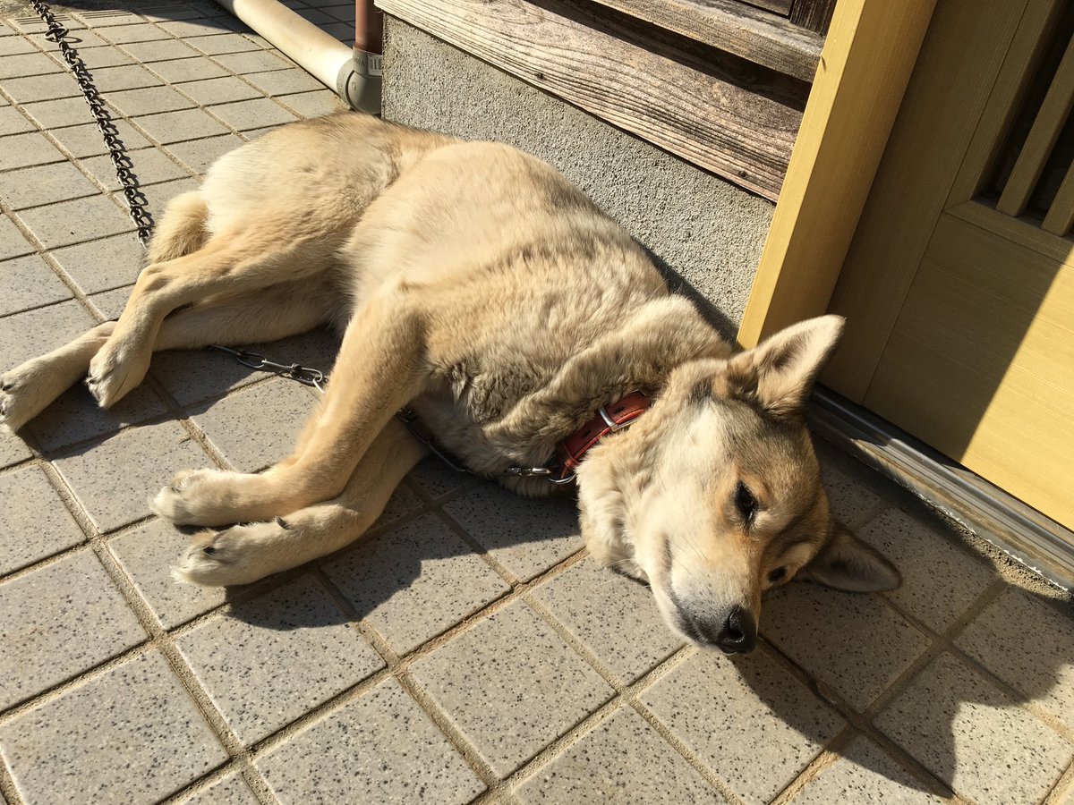 masaaki516's tweet photo. 本日2022年3月15日愛犬が天国に旅立ちました。
13歳でした。
うちに来てくれてありがとう。
たくさんの思い出をありがとう。
向こうでも走り回って遊んでくれるといいなぁ https://t.co/kK187AWVtx