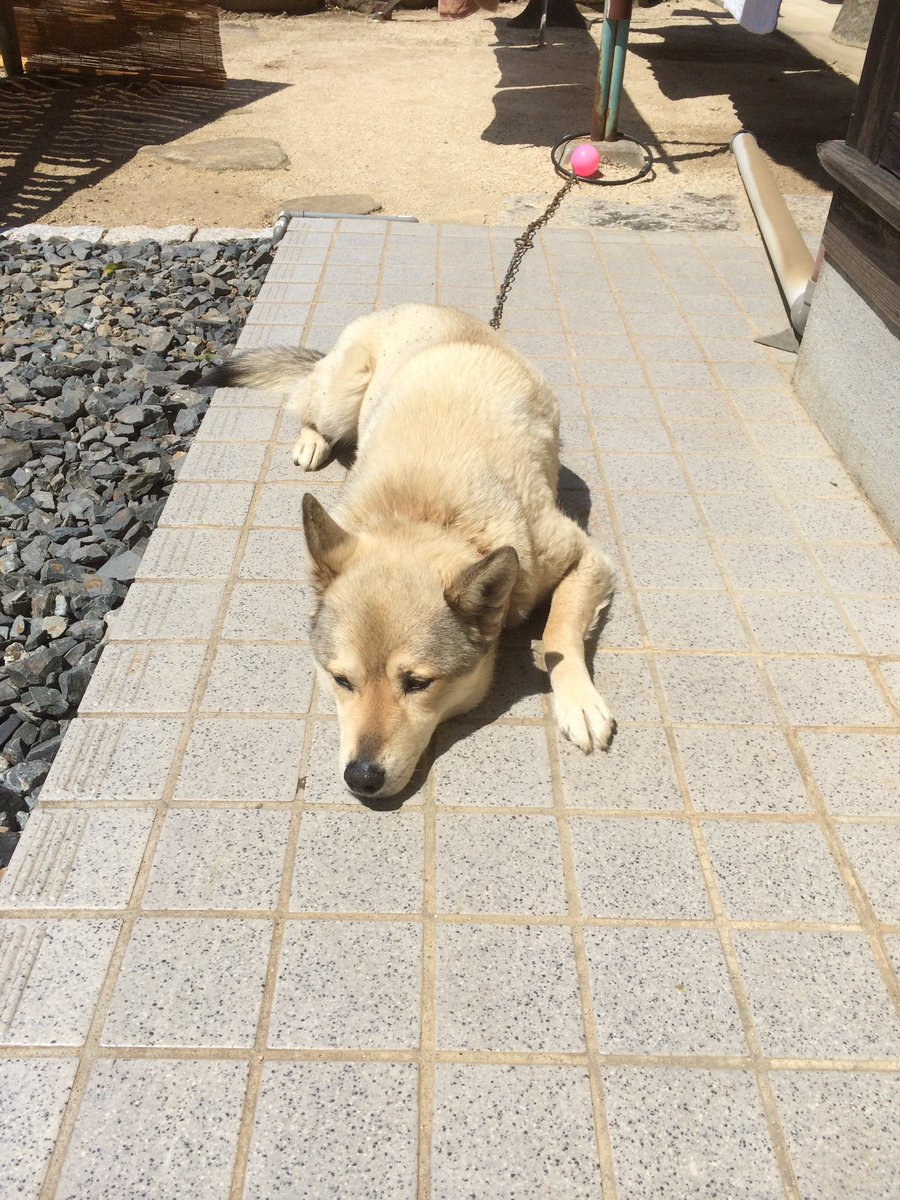 masaaki516's tweet photo. 本日2022年3月15日愛犬が天国に旅立ちました。
13歳でした。
うちに来てくれてありがとう。
たくさんの思い出をありがとう。
向こうでも走り回って遊んでくれるといいなぁ https://t.co/kK187AWVtx