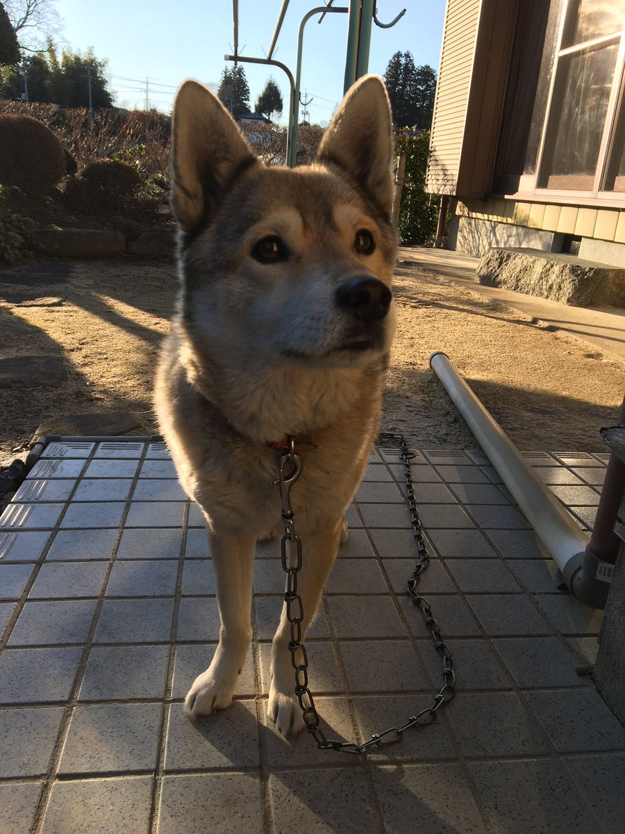 masaaki516's tweet photo. 本日2022年3月15日愛犬が天国に旅立ちました。
13歳でした。
うちに来てくれてありがとう。
たくさんの思い出をありがとう。
向こうでも走り回って遊んでくれるといいなぁ https://t.co/kK187AWVtx