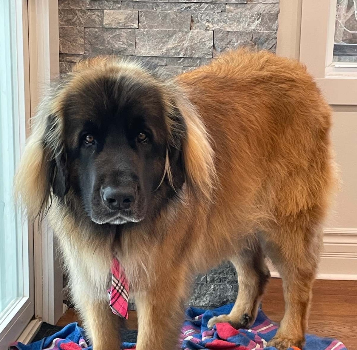 kimdelahunt's tweet image. Oakley getting groomed for the first time! #MarchBreakFun