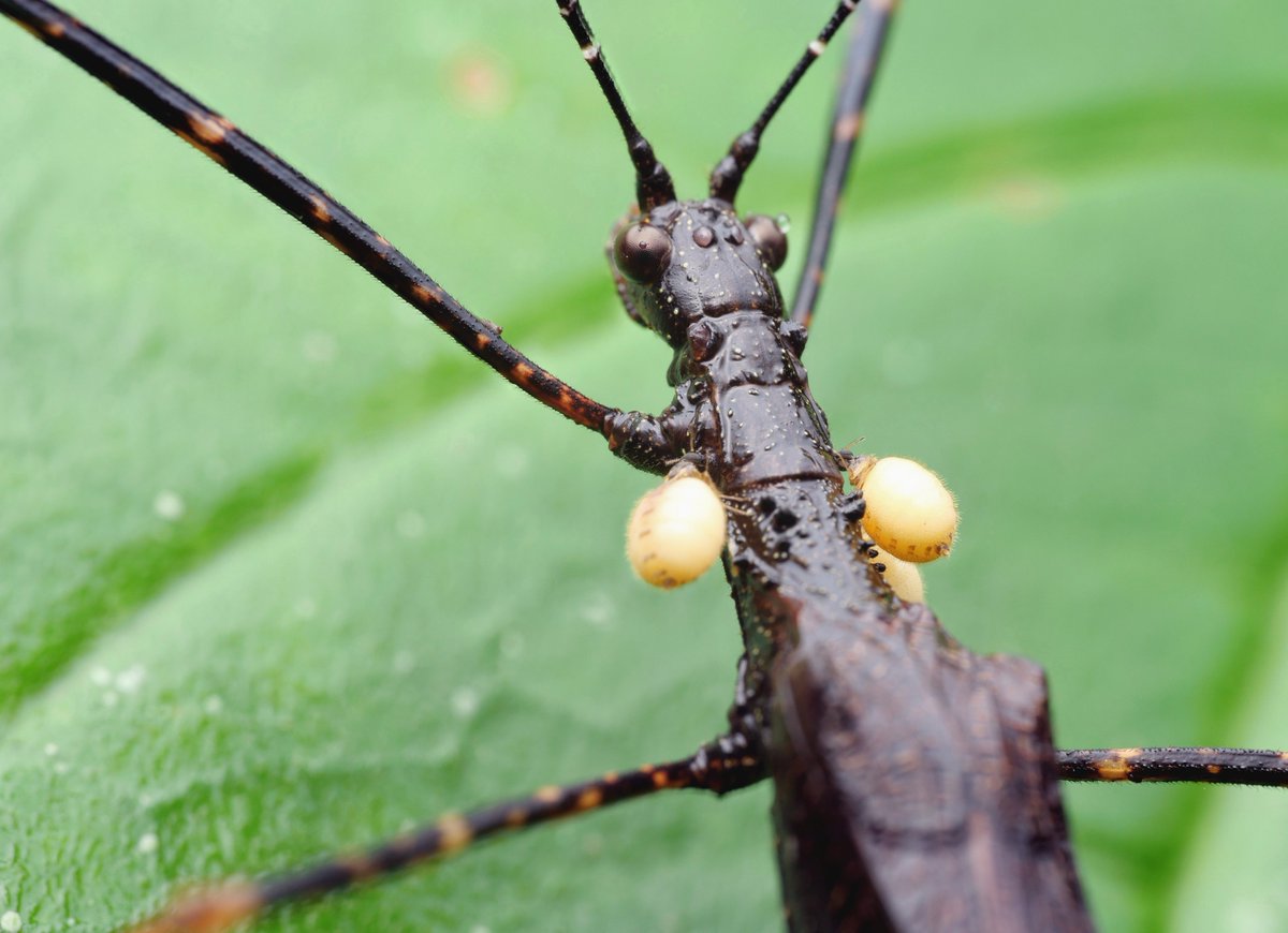 Ever heard of 'stick-ticks'?
These are parasitic flies (Forcipomyia) that suck on stick insects! Found them during a night hike with <a href="/NBluthgen/">🪲</a> 🇪🇨