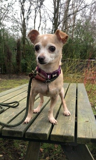 Please retweet to help Pamela find a home #MANCHESTER #ENGLAND 

And 9, #Chihuahua, affectionate, timid, gets on with other dogs and looking for a loving adult home. She would like to meet you a few times before going home
DETAILS👇
dogshome.net/adopt-a-dog/
#dogs #dogsoftwitter