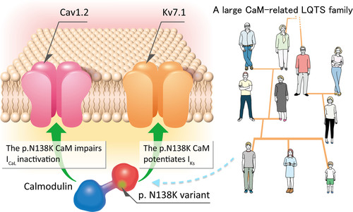 FranBermudz's tweet photo. Novel CALM3 Variant Causing #Calmodulinopathy With Variable Expressivity in a 4-Generation Family
4-generation family w/ LQTS

1 mutation≠1 single effect

⚠️Paper reinforcing the hypothesis of reciprocal modulation between cardiac ion channels https://t.co/ronMR3SfJP