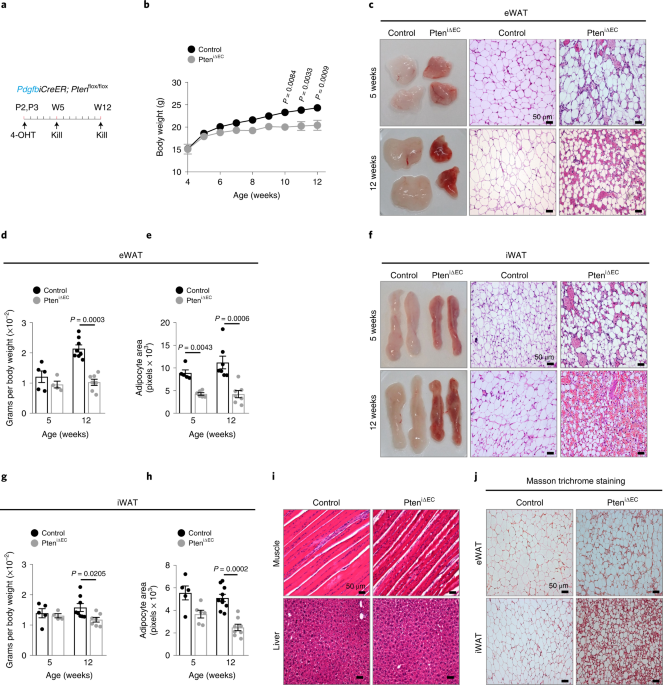 NatMetabolism's tweet photo. Online now! Angiocrine polyamine production regulates adiposity https://t.co/aZUNJxwgF0 https://t.co/3e85p6DJKX