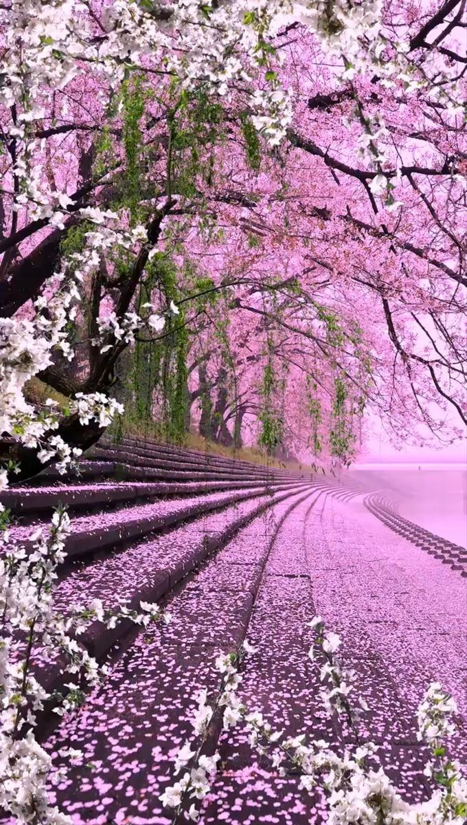 SarahiArQui's tweet photo. Life is a journey. .....🌷💖💕
Keep it moving in the right direction....°•♡♡
#NaturePhotography #NatureBeauty https://t.co/eWh5WdyAih