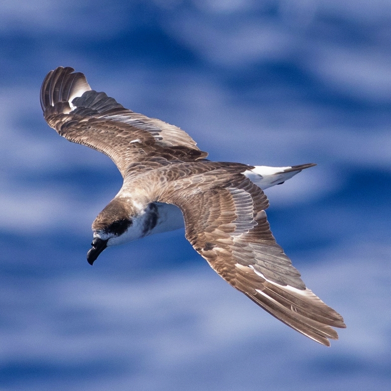 BirdsCaribbean's tweet photo. This month, @4ocean spotlights our partners ✨@ABCbirds & @grupojaragua✨ in support of our joint 🤝 efforts to save the endangered Black-capped Petrel!
For each #BlackCappedPetrel Bracelet 📿 sold, 4Ocean will provide $1 towards saving this species.
➡️ https://t.co/hNz34SSiuX https://t.co/fGnS2Cf3Nc