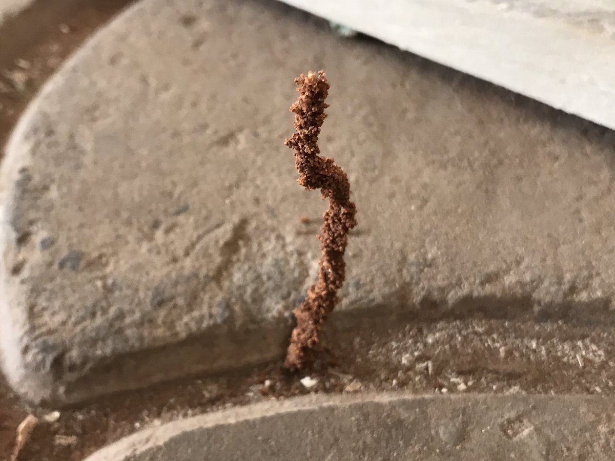 LayeKamara's tweet image. Structure réalisée entre les pavés par les termites #microArchitecture
@Assmaliick su doon yaw ak sa gayi rek ngen jamm fi poteau 😎