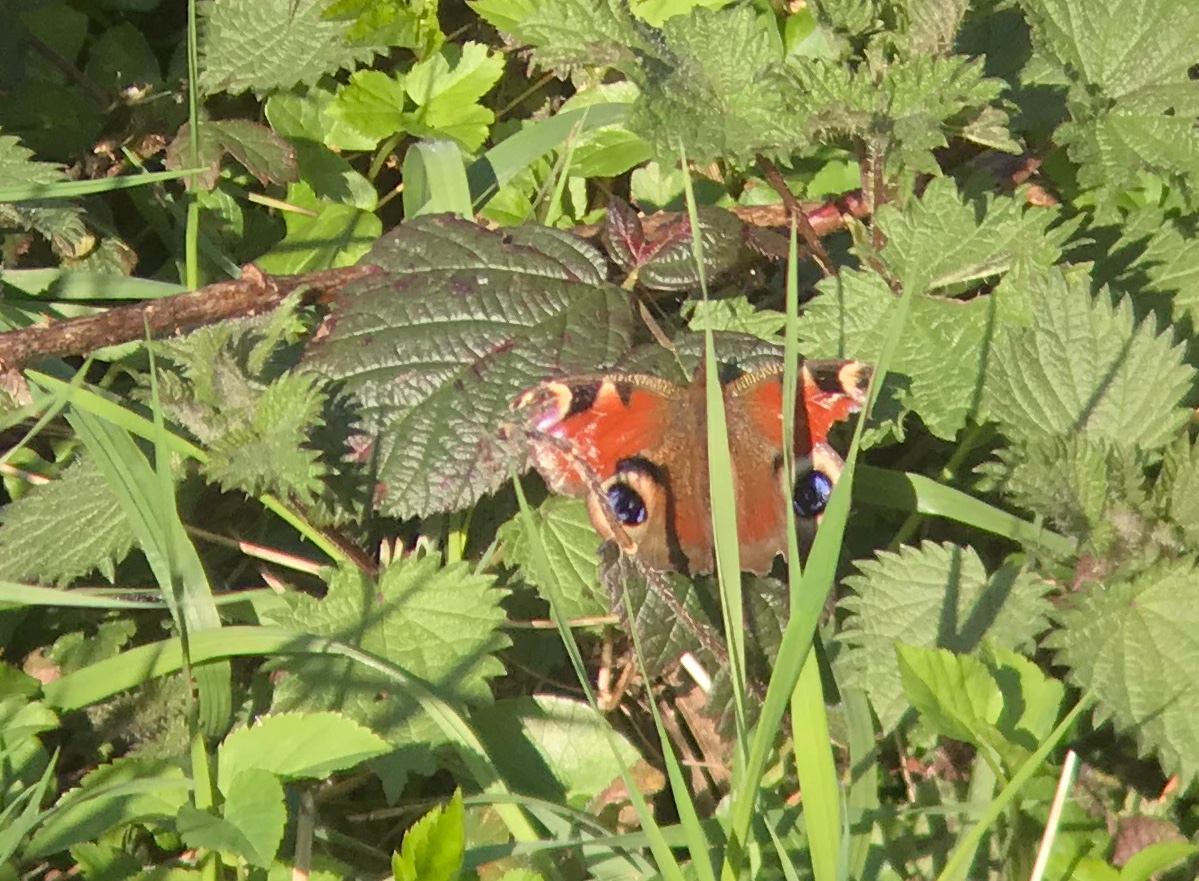 j_sparey's tweet photo. A quick walk in the sunshine for 3 species of butterfly and 4 species of bumblebee!

Small Tortoiseshell, Peacock and Comma.

B. Terrestris, B. Lucorum, B. Hypnorum and B. Pratorum. 

3 singing Chiffchaff also. 

NW Worcestershire, 14 March 2022. https://t.co/KHnSID5f5C