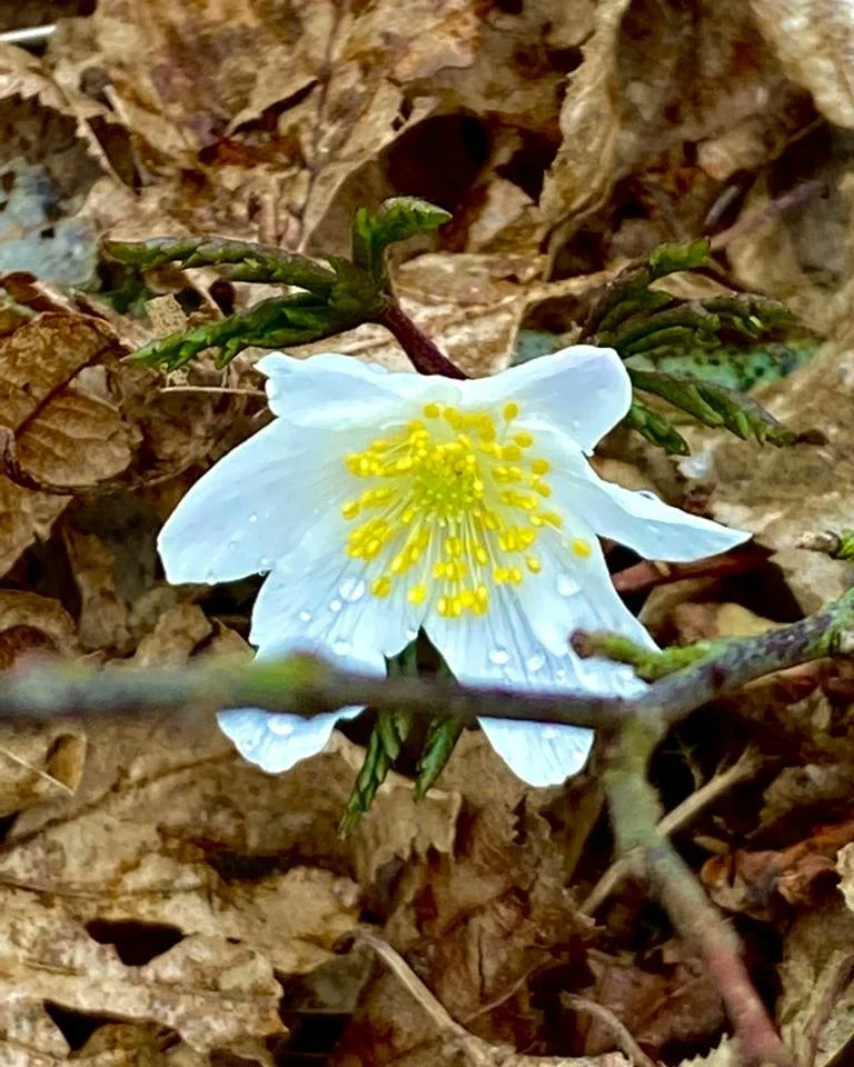 jacobsladderfms's tweet image. Spring&apos;s wood anemones and primroses are bursting through Autumn&apos;s leaves all over the farm. The days are longer, warmer, and soon the air will be filled with the bleating of lambs.