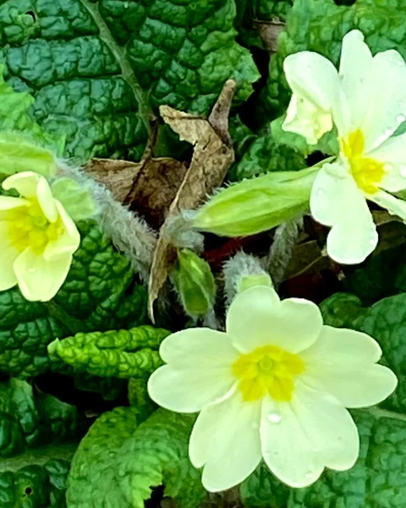 jacobsladderfms's tweet image. Spring&apos;s wood anemones and primroses are bursting through Autumn&apos;s leaves all over the farm. The days are longer, warmer, and soon the air will be filled with the bleating of lambs.