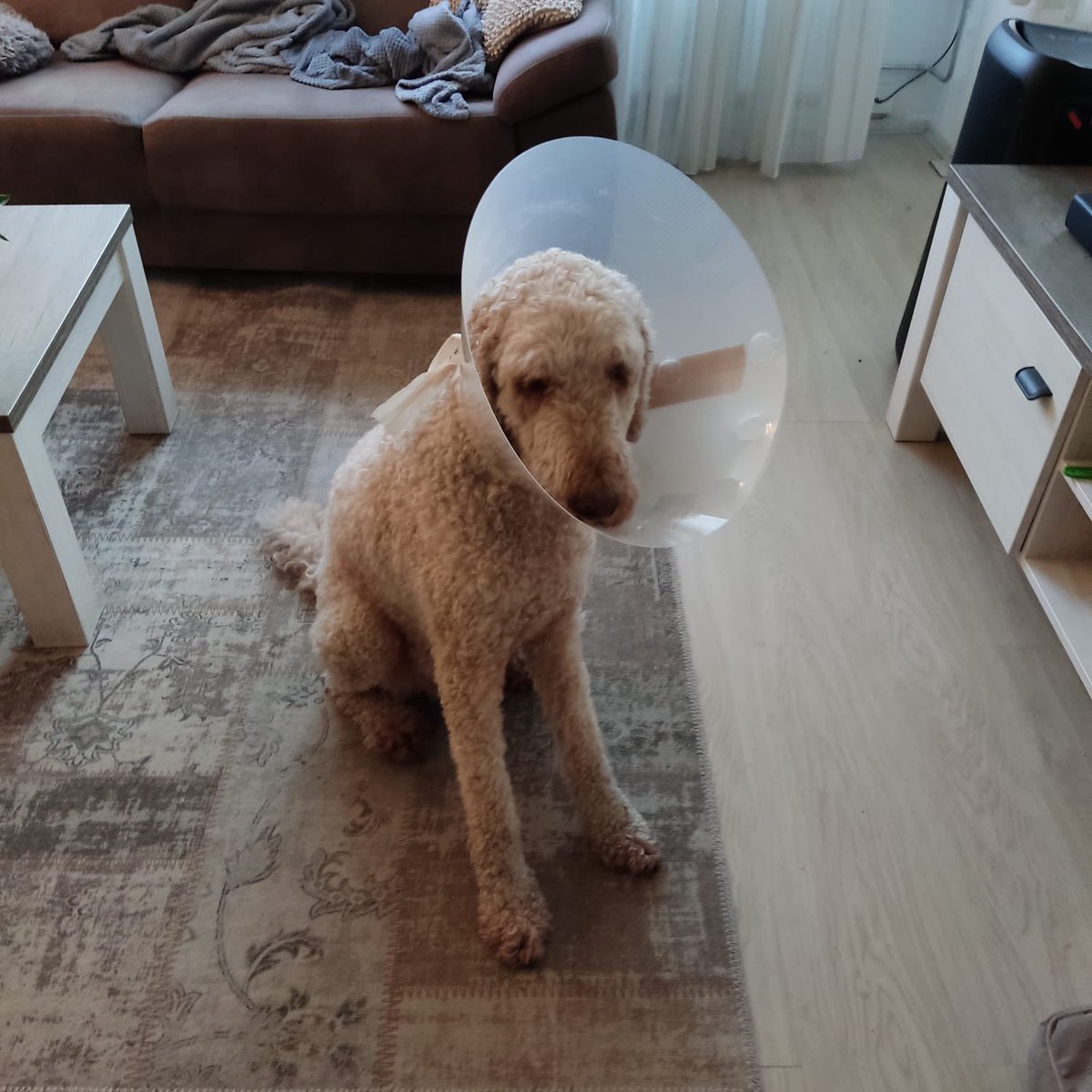jokepeppelman's tweet photo. Baasje mag dit ding alsjeblieft af? Ik ben zoooooooooo zielig!  #geleidehond #gaus  @Gausassistentie https://t.co/uJgM6ofWKo