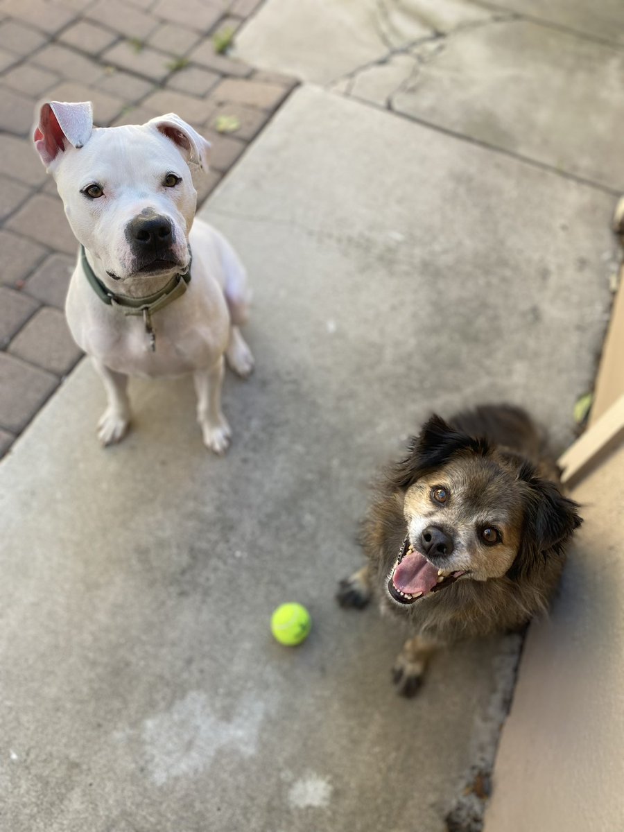 itsnealeee's tweet photo. @NEHumaneSociety This is Pancho (left) and Rusty (right) 👀 https://t.co/BjtcRVwcA4