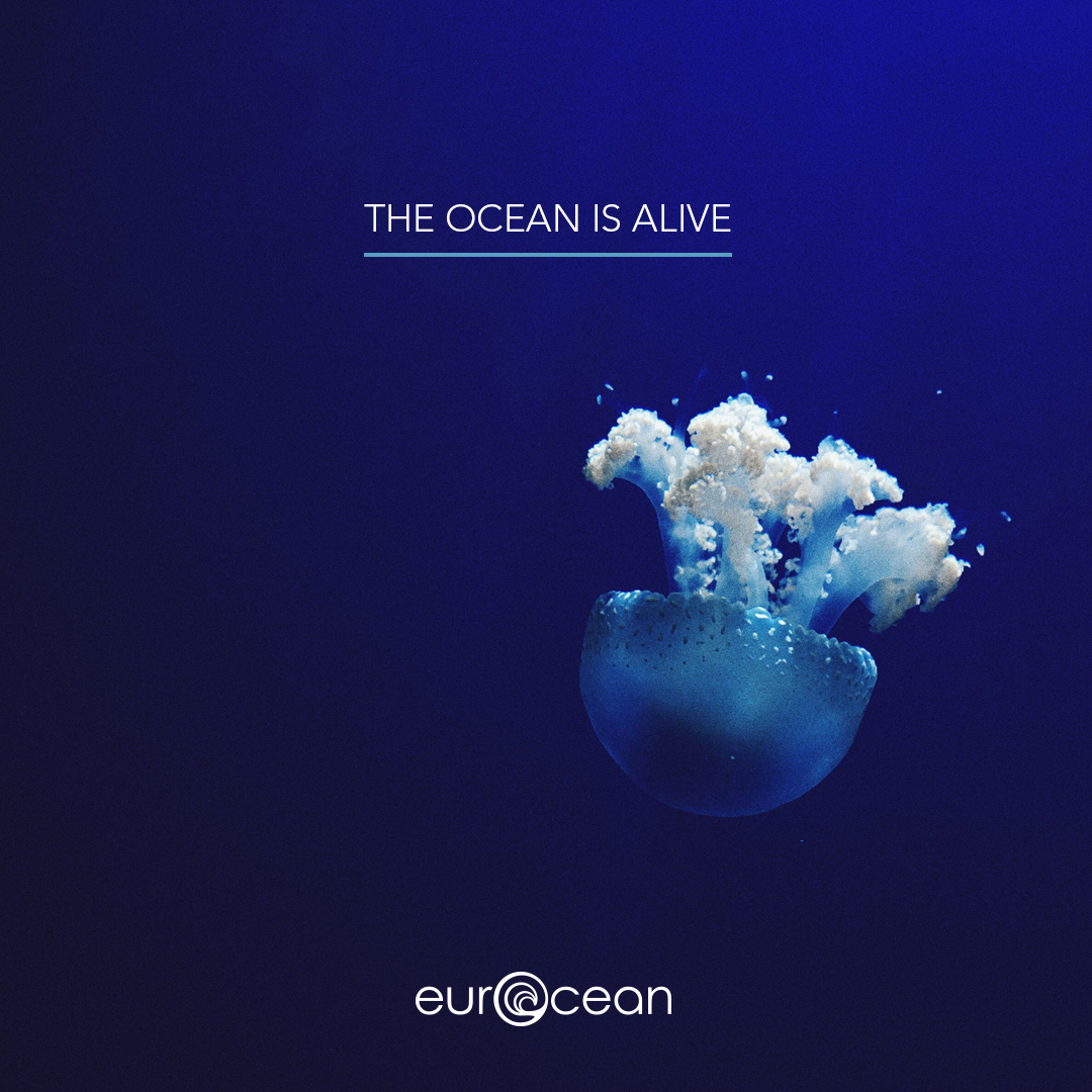 Unlike most marine creatures, jellyfish are thriving in our oceans. The Ocean is alive.

#ocean #bluecarbon #ourocean #climatecrisis #climateaction #oceanphotography #marinelife