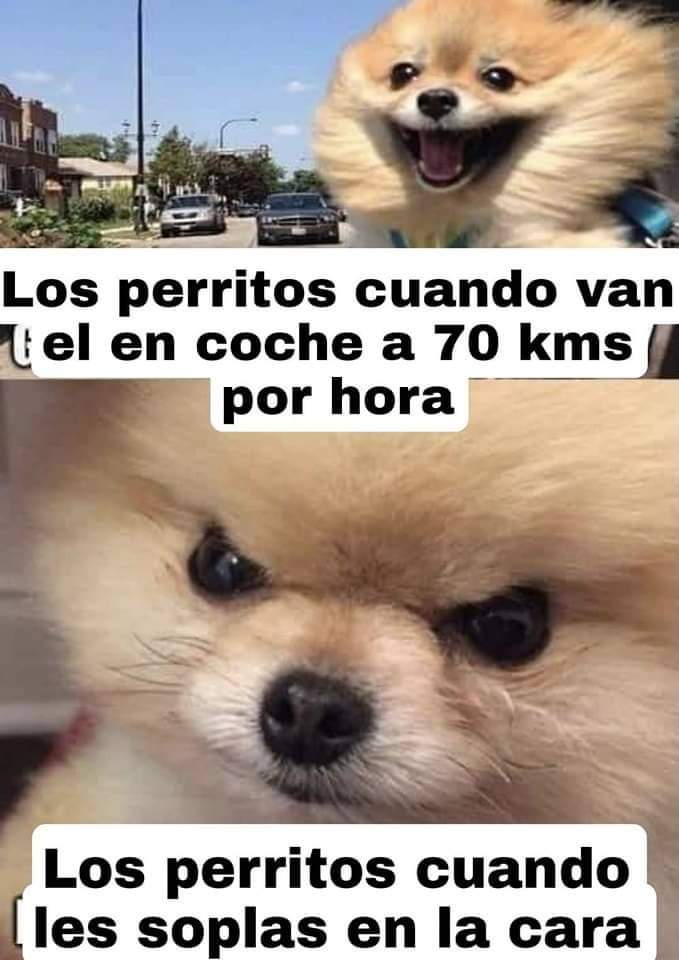 perros_shidoris's tweet photo. Si son 😒😒 https://t.co/2JP8M9HiQV