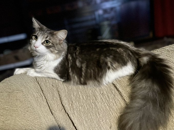 メインクーンのtwitterイラスト検索結果 古い順