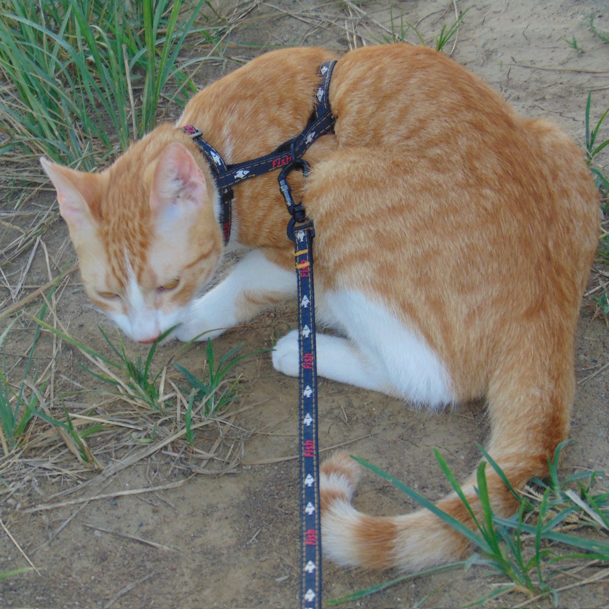 osmirodriguezmi's tweet photo. 🐈🐾😻
Saque a pasear un ratito a mi gatito 
#catlover https://t.co/DZsEKxsl7c