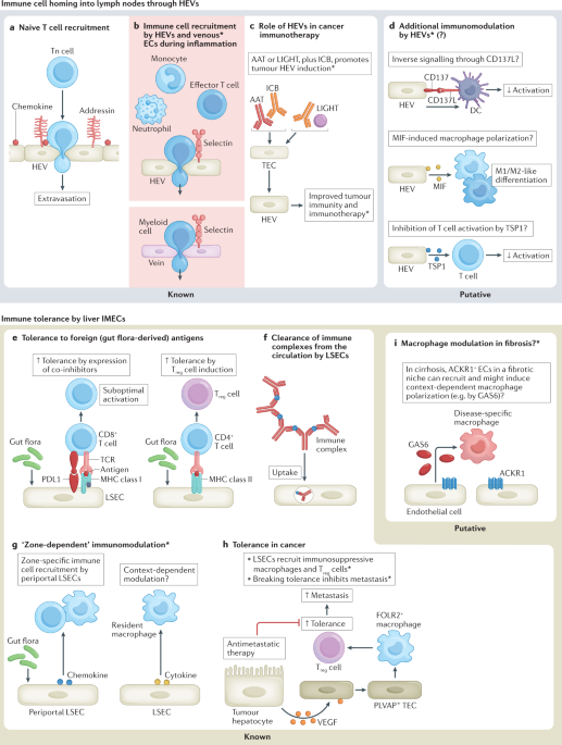 Immunomodulation by endothelial cells — partnering up with the immune system? dlvr.it/SLhBFX
