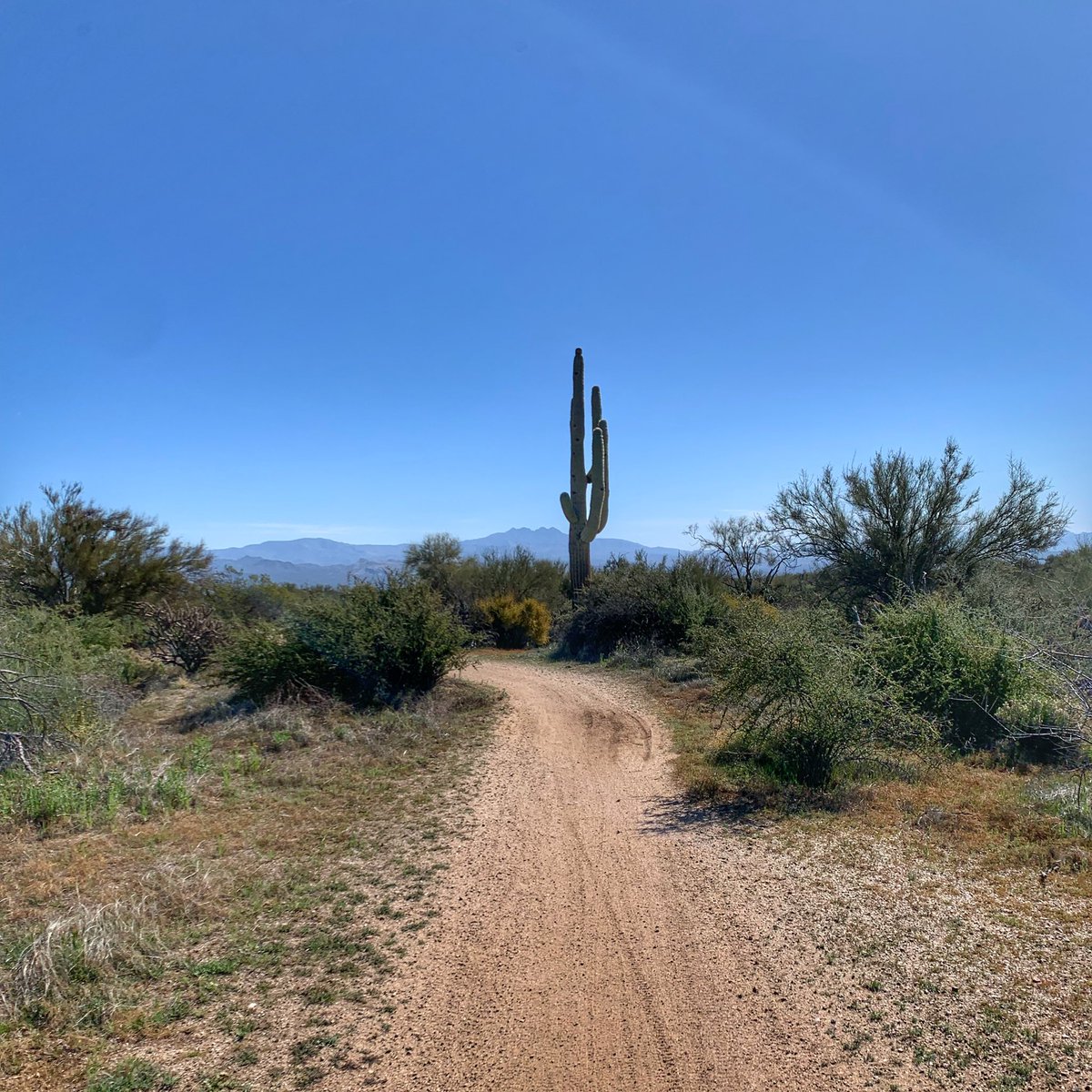 des_linden tweet media