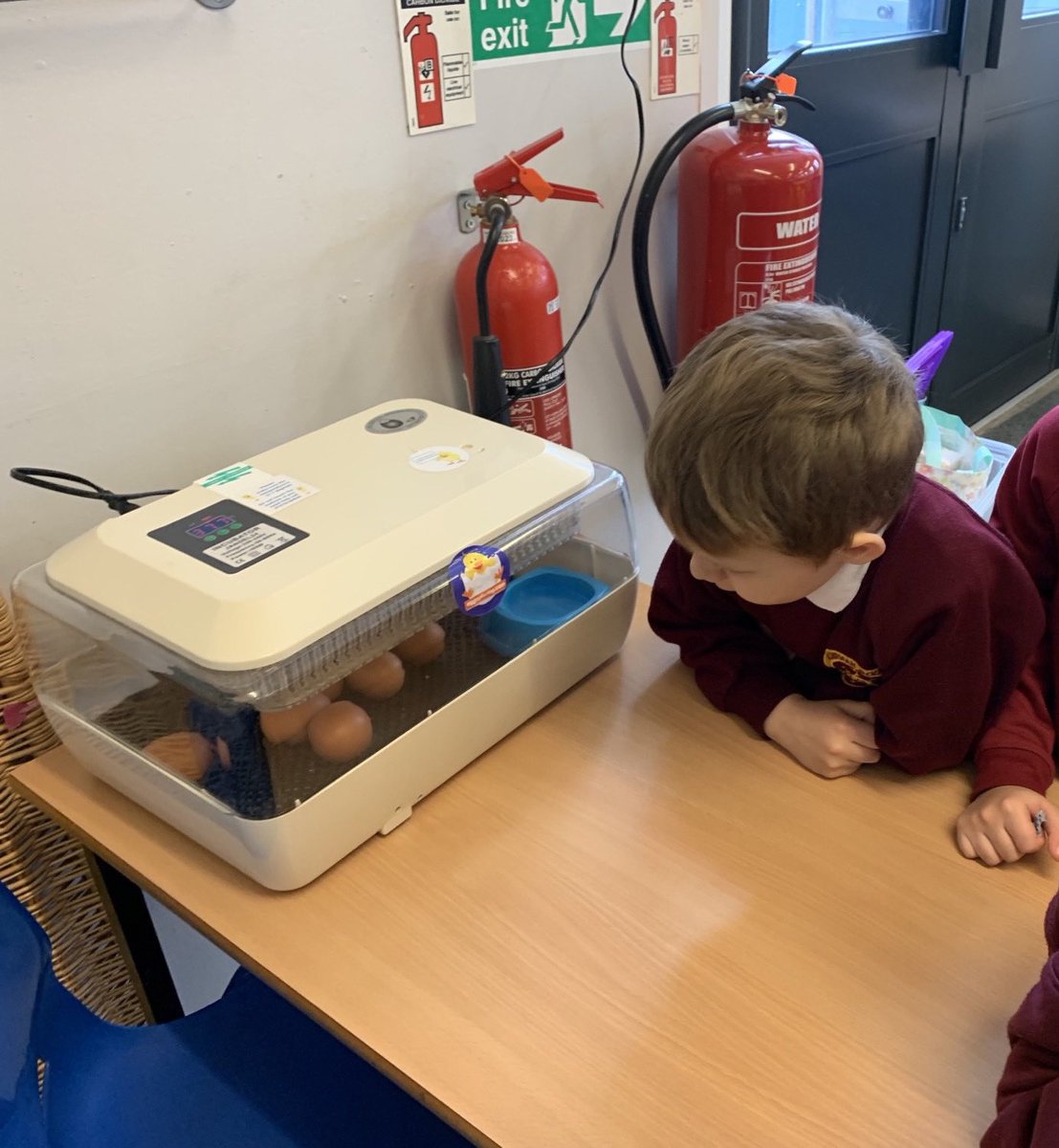 ABCPschool's tweet photo. Reception had a very eggciting delivery today! @eggsploring #ABReception #ABScience #BritishScienceWeek2022 https://t.co/iDGrnI1sVz