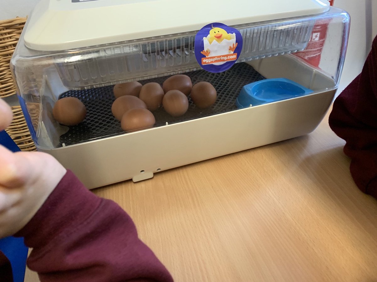 ABCPschool's tweet photo. Reception had a very eggciting delivery today! @eggsploring #ABReception #ABScience #BritishScienceWeek2022 https://t.co/iDGrnI1sVz