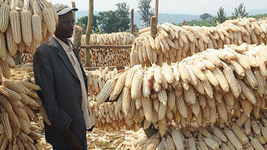 MumararunguDia1's tweet photo. Drying properly and safely using drying facilities, monitoring moisture content carefully, and ensuring that the storage in place will protect the maize from mold growth, pests, and most importantly aflatoxin big challenge to farmers https://t.co/yKW9NhEyMQ