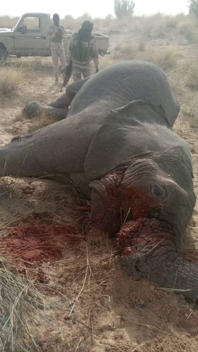 Triste journée pour la faune du Niger. Cet éléphant adulte a été abattu, massacré, dépecé dans la région de Diffa à 35 km au nord de N'Guigmi. Les E&amp;F accompagnés par les FDS auraient intercepté un individu détenant une défense de cet éléphant. Quelle violence,  quelle tristesse.