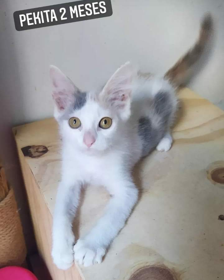 Hola! Soy #Pekita, tengo 2 meses, mi Karen transitante dice que soy re tóxica 😂...ya que no la dejo en paz de tan mimosa que soy🙃
Estoy esperando que una #familia se enamore de mi, y voy a priorizar que tenga un hermanx mayor con quien jugar☺️

Para adoptarme: MD 
#adopta #rt