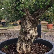 HHMU_Banksia's tweet photo. #WHEREdoTHESE-#OliveTrees-#SymbolsOfPeace #OriginateFrom? 
#rYouGoing2JustKeepOnIgnoringMeOrWillUdoMe #theHonourOfGivingMeAreply?
#AncientOliveTrees
#EcocideTheftBySettlers-#FreePalestine  
@GeorgeW78246413-#EstimateOfAge-#Please?
(not me-#TheOliveTREES!) #IDWP-@metpoliceuk !!! https://t.co/S06nGhWJk4