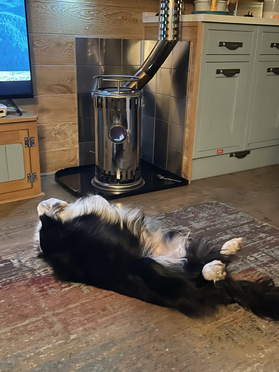 BobBertandMargo's tweet photo. Oh I do love the fire #DogsofTwittter #CollieCrew #SchnauzerGang π₯°π₯°π₯° https://t.co/hDXC5XBsHO