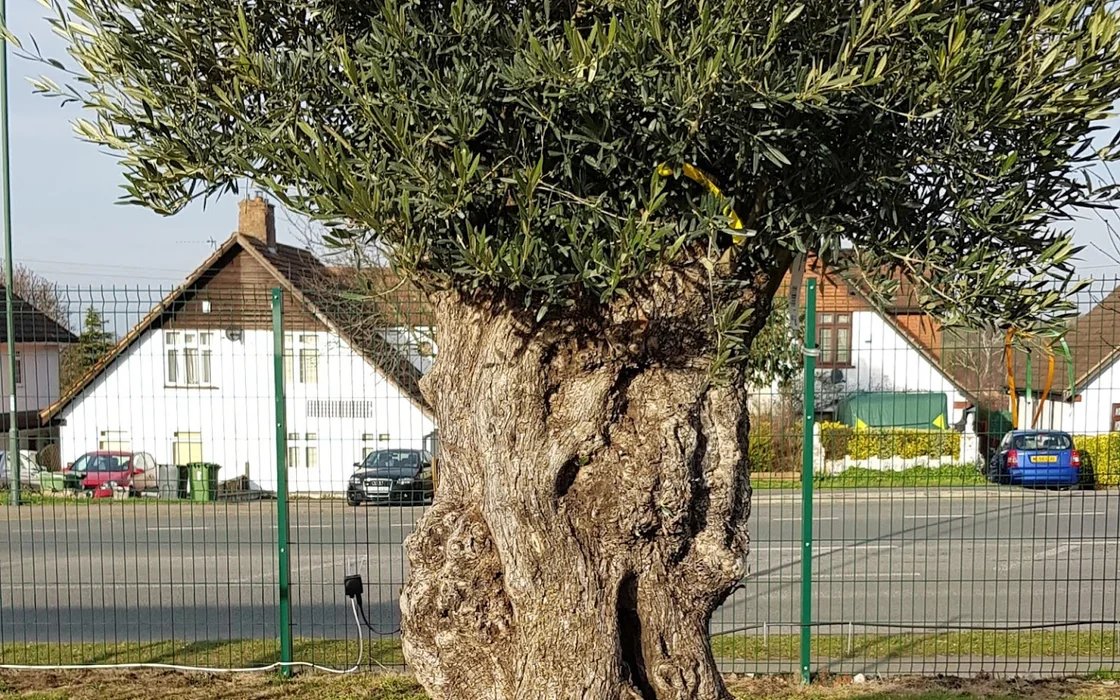 HHMU_Banksia's tweet photo. #WHEREdoTHESE-#OliveTrees-#SymbolsOfPeace #OriginateFrom? 
#rYouGoing2JustKeepOnIgnoringMeOrWillUdoMe #theHonourOfGivingMeAreply?
#AncientOliveTrees
#EcocideTheftBySettlers-#FreePalestine  
@GeorgeW78246413-#EstimateOfAge-#Please?
(not me-#TheOliveTREES!) #IDWP-@metpoliceuk !!! https://t.co/S06nGhWJk4